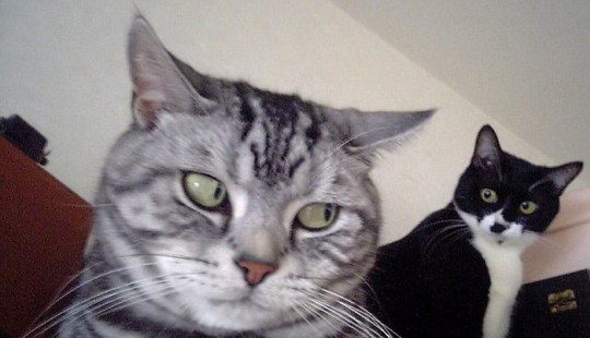 Emotional selection: Sideways glances in the animal world