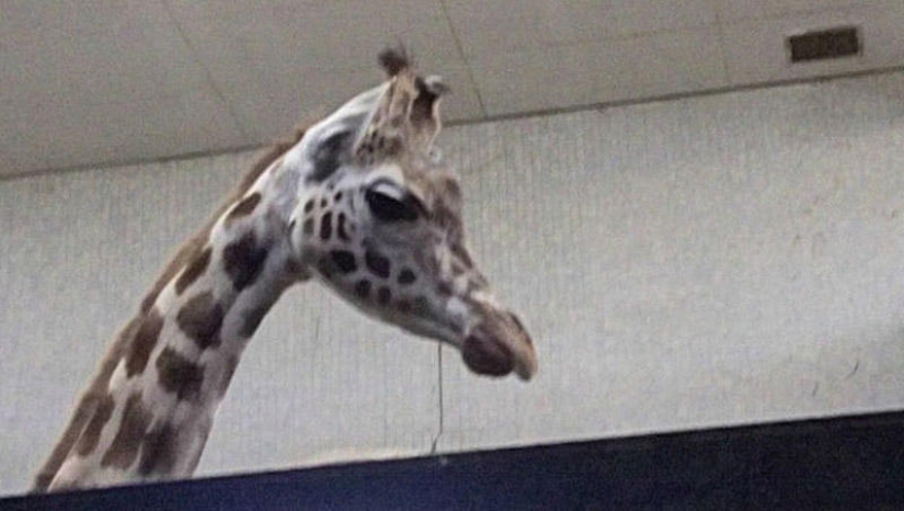 Emotional selection: Sideways glances in the animal world Emotional selection: Sideways glances in the animal world