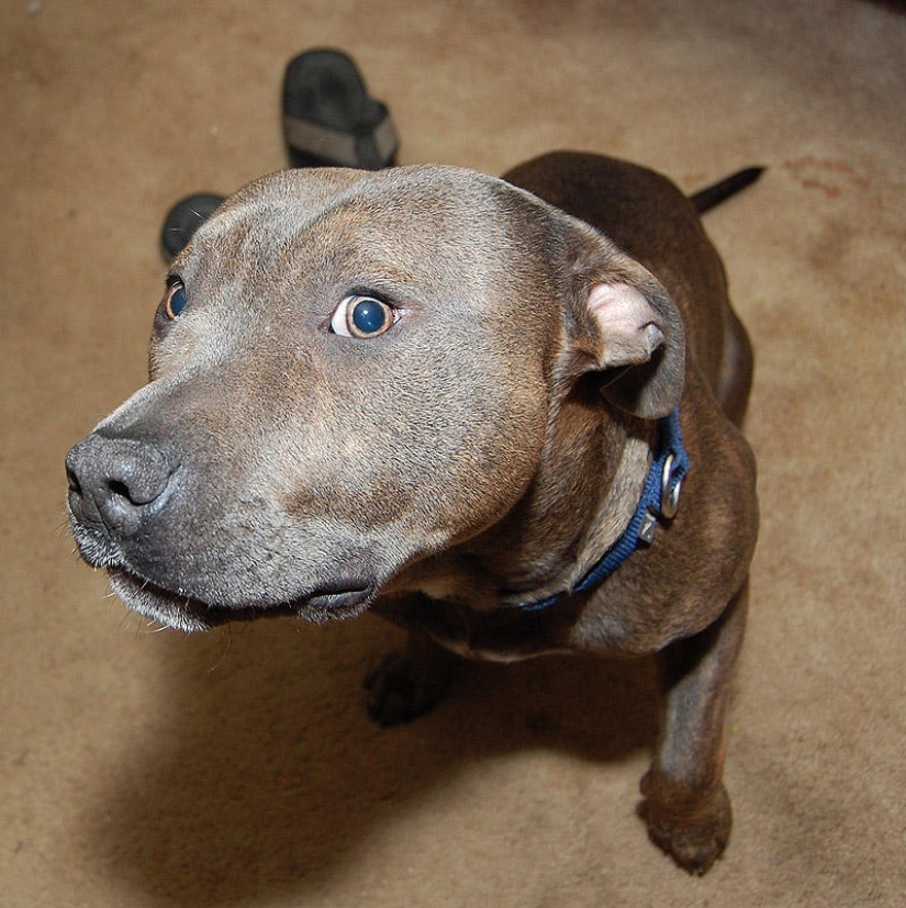 Emotional selection: Sideways glances in the animal world Emotional selection: Sideways glances in the animal world