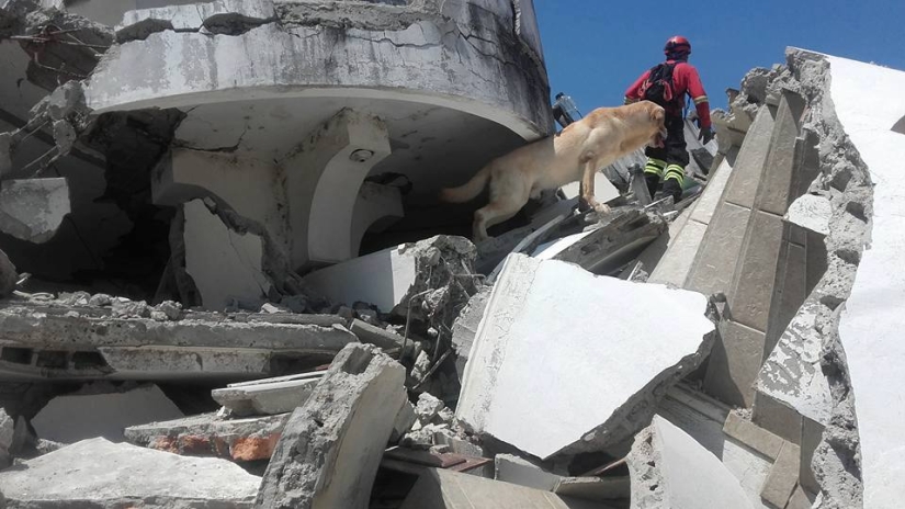 En Ecuador, el perro rescató a 7 personas de los escombros y murió por deshidratación
