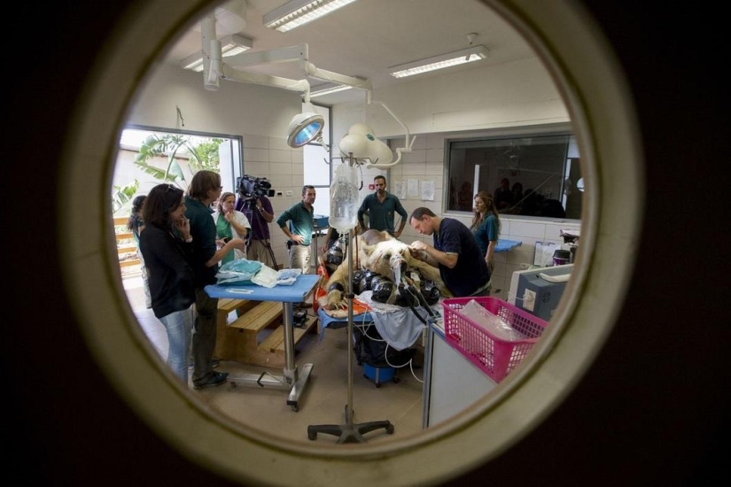 En Israel, la primera operación en la columna vertebral de un oso. En Israel, la primera operación en la columna vertebral de un oso.