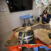 En Israel, la primera operación en la columna vertebral de un oso.