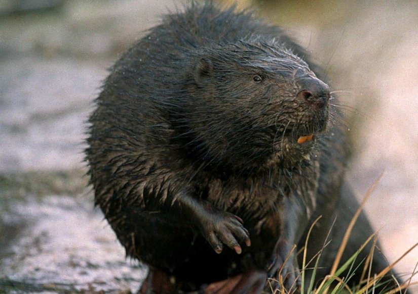 En Letonia, un castor desequilibrado atacó a traición a un transeúnte