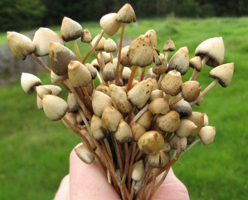 En los Estados Unidos, se les ocurrió la idea de tratar el alcoholismo con hongos alucinógenos