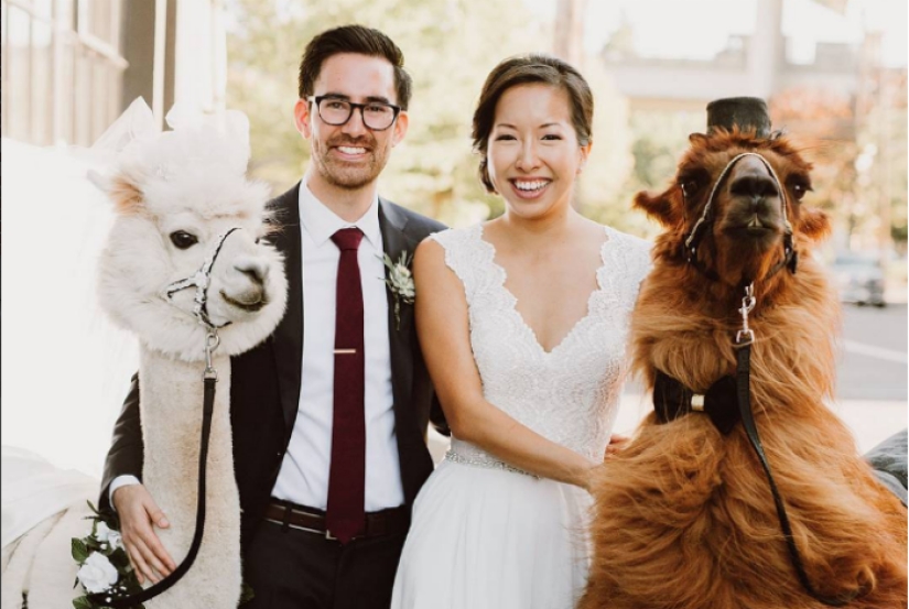 En lugar de personas, ahora puedes invitar a un lama con pajarita a una boda