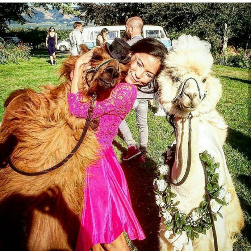 En lugar de personas, ahora puedes invitar a un lama con pajarita a una boda