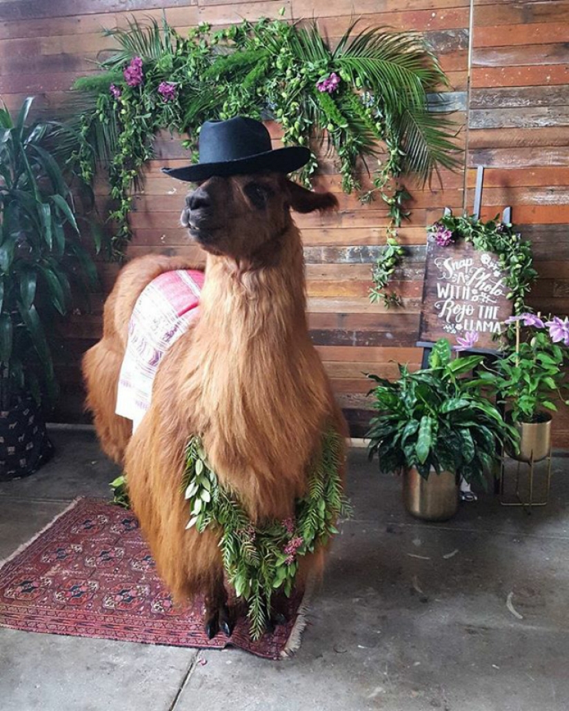 En lugar de personas, ahora puedes invitar a un lama con pajarita a una boda
