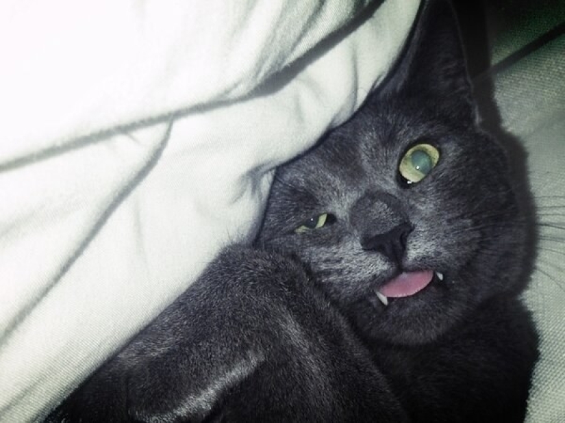 En un apagón completo: gatos muy dormidos y gatos con los bozales más estúpidos