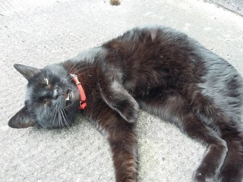 En un apagón completo: gatos muy dormidos y gatos con los bozales más estúpidos