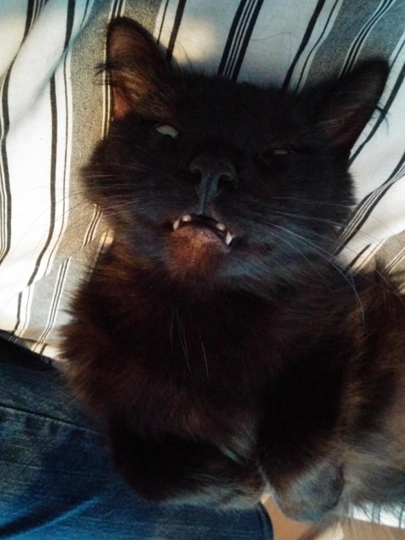 En un apagón completo: gatos muy dormidos y gatos con los bozales más estúpidos