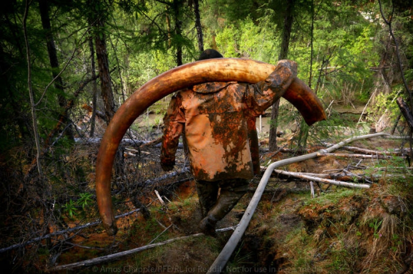 En Yakutia, una nueva " fiebre del oro—: caza de colmillos de mamut