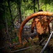 En Yakutia, una nueva " fiebre del oro—: caza de colmillos de mamut