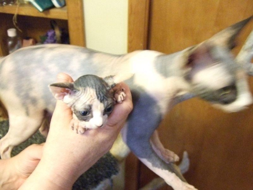 Encantadores gatos Sphynx Encantadores gatos Sphynx