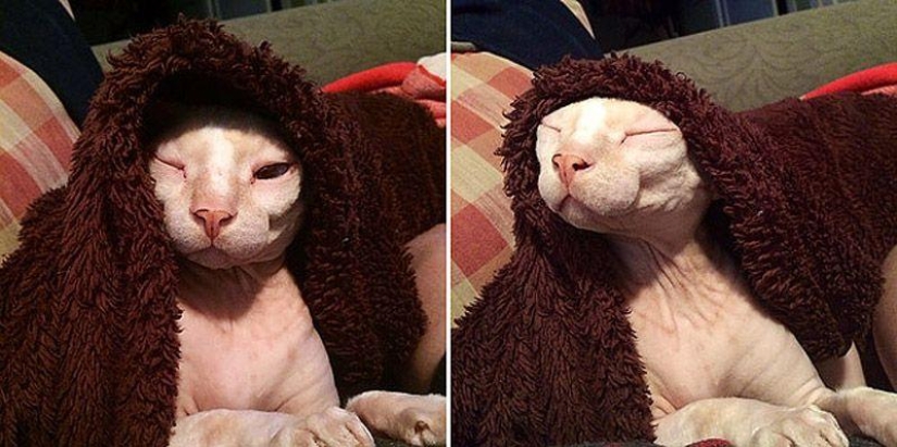 Encantadores gatos Sphynx Encantadores gatos Sphynx