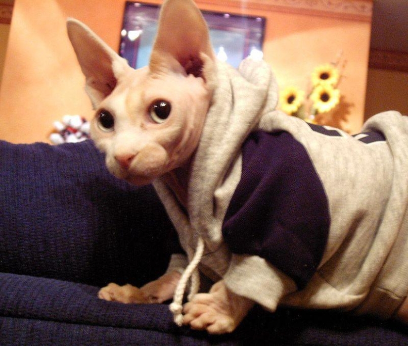 Encantadores gatos Sphynx Encantadores gatos Sphynx