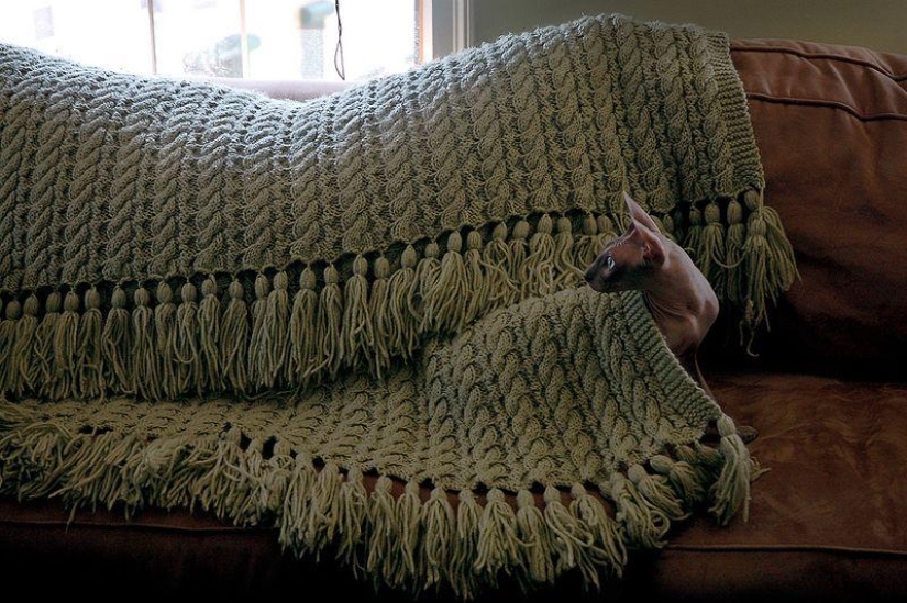 Encantadores gatos Sphynx Encantadores gatos Sphynx