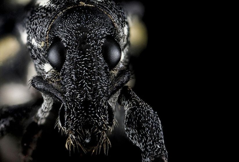 encantadores insectos