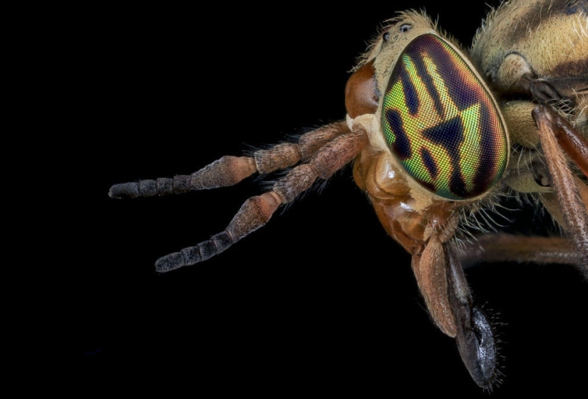 encantadores insectos