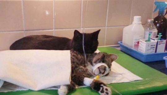 Enfermera con cola: gato rescatado ahora cuida de animales enfermos del refugio