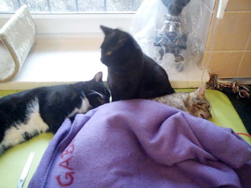 Enfermera con cola: gato rescatado ahora cuida de animales enfermos del refugio