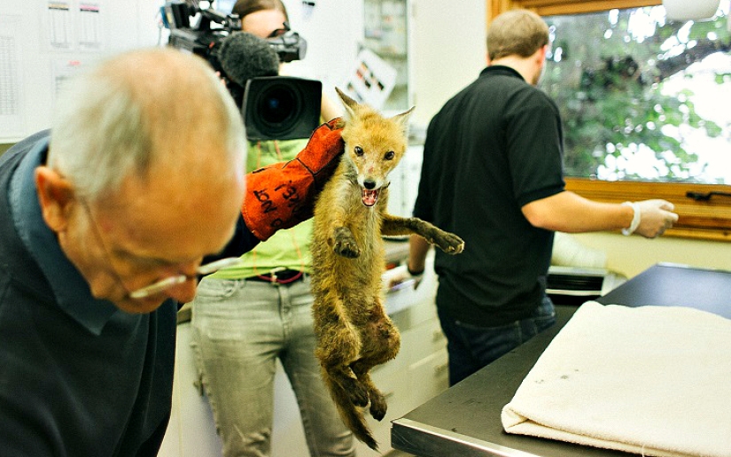 Epic Fox Rescue