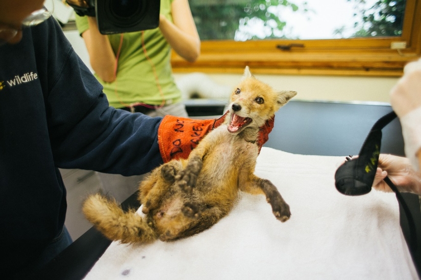 Epic Fox Rescue