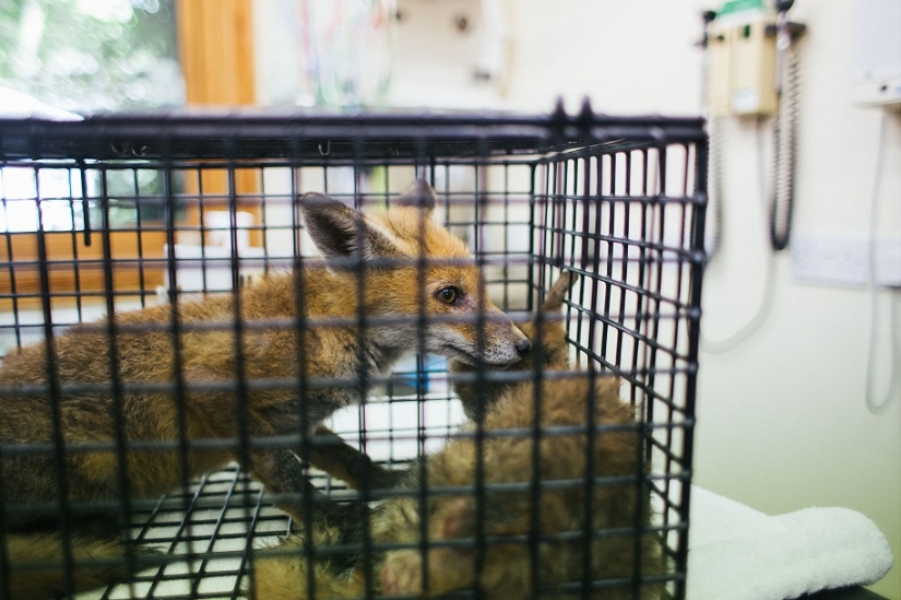 Epic Fox Rescue