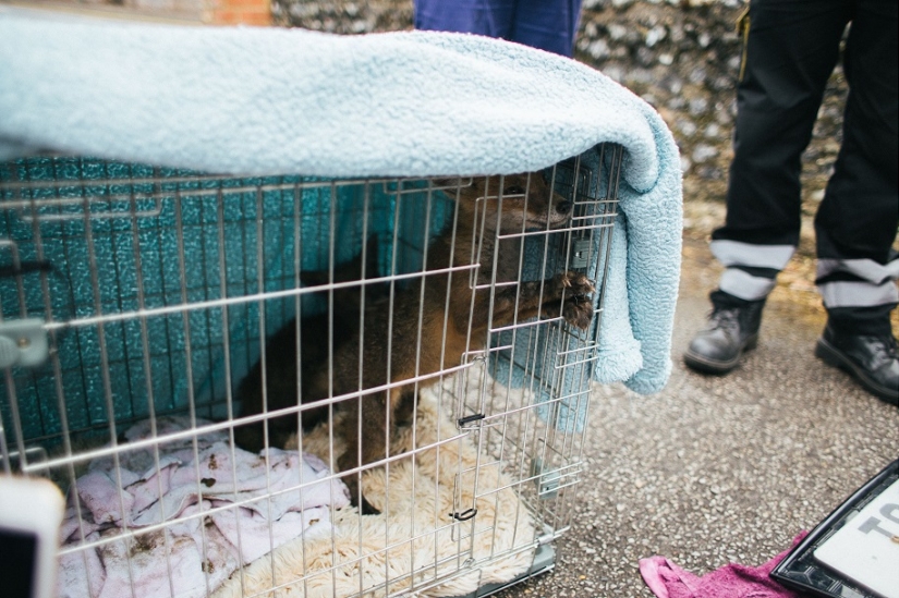 Epic Fox Rescue