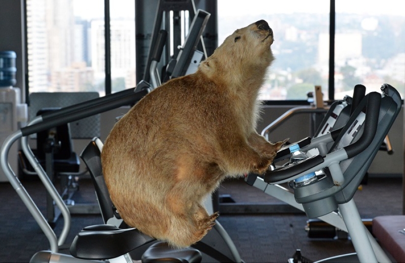 Espeluznante: hotel espantapájaros en Sydney