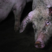 Espeluznante proyecto fotográfico sobre la vida de los cerdos en las granjas