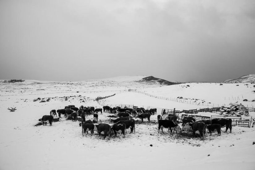 Estado 41: granjeros brutales de Montana Estado 41: granjeros brutales de Montana