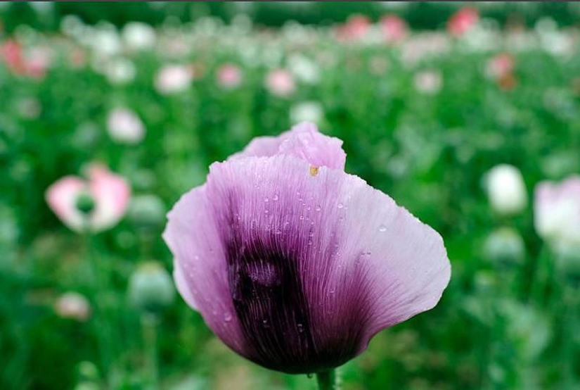 estado de la heroína estado de la heroína