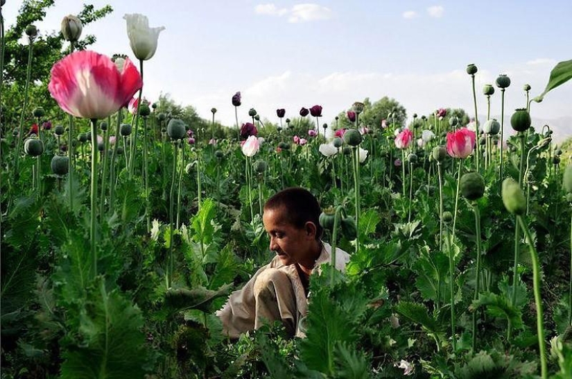 estado de la heroína estado de la heroína