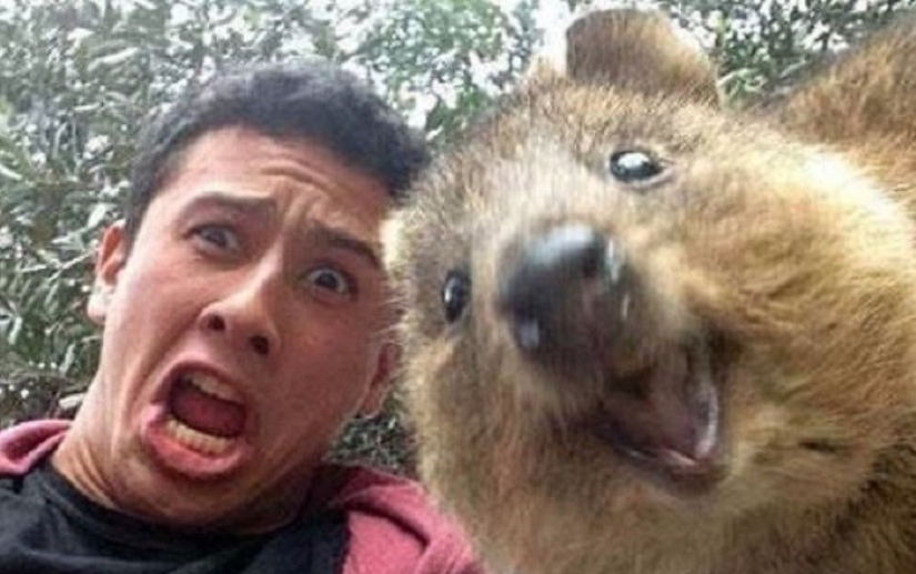estado quokka