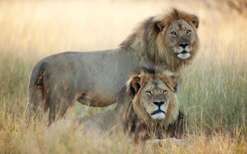 Estadounidense que mató a un famoso león causó furor en Internet y cerró su consultorio dental