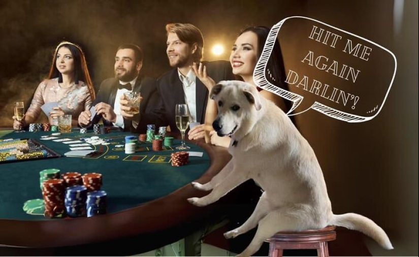 Estas son 10 fotografías que la gente hizo mientras se divirtieron retocando con Photoshop a este perro tonto