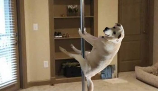 Estas son 10 fotografías que la gente hizo mientras se divirtieron retocando con Photoshop a este perro tonto Estas son 10 fotografías que la gente hizo mientras se divirtieron retocando con Photoshop a este perro tonto