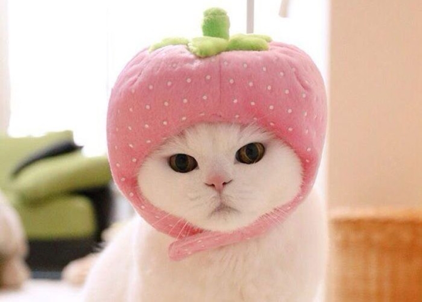 Este gato de 17 años es la estrella de internet más perezosa de Japón