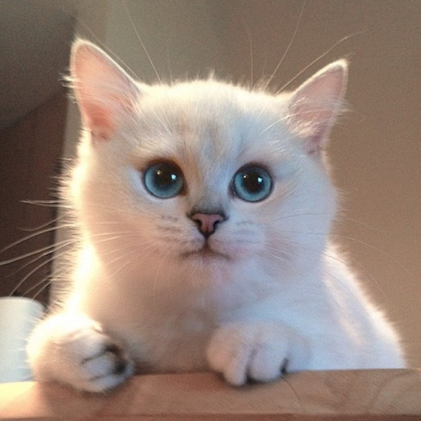 Este gato tiene los ojos más bonitos del mundo.