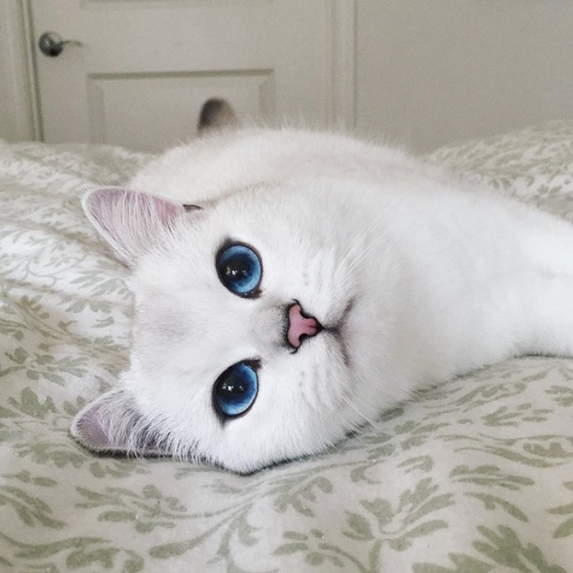 Este gato tiene los ojos más bonitos del mundo.