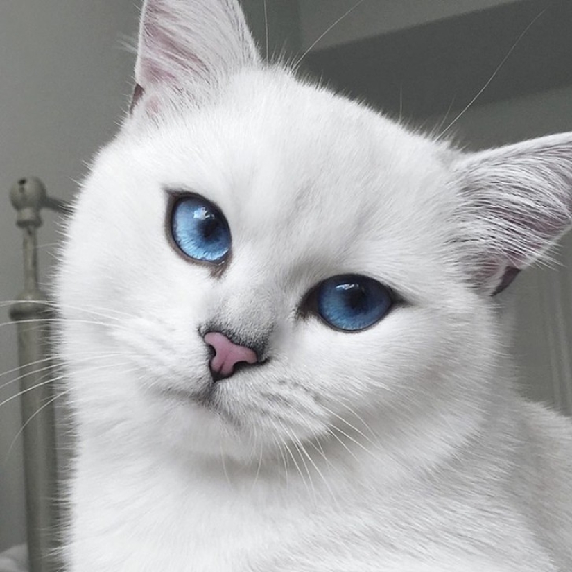 Este gato tiene los ojos más bonitos del mundo.