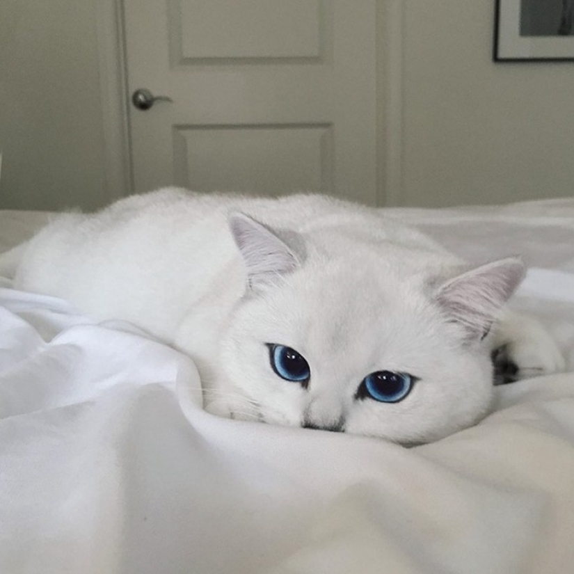 Este gato tiene los ojos más bonitos del mundo.