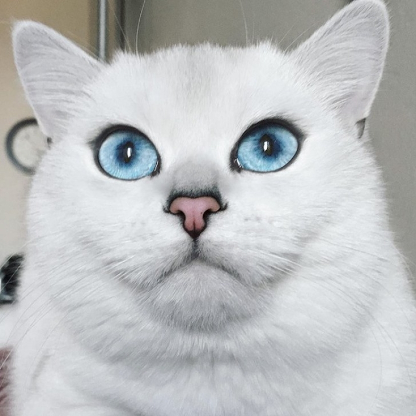 Este gato tiene los ojos más bonitos del mundo.