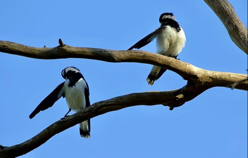 Este grupo de Facebook está dedicado a intentos hilarantemente malos de fotografiar pájaros