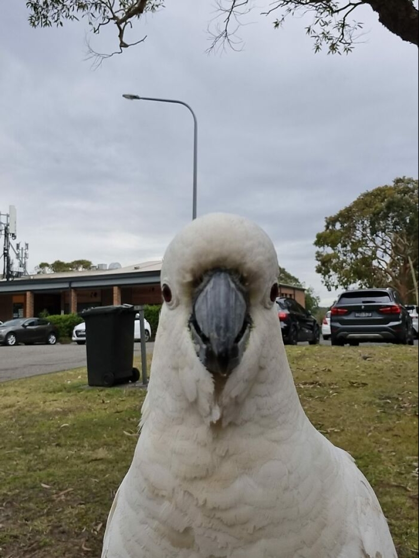 Este grupo de Facebook está dedicado a intentos hilarantemente malos de fotografiar pájaros