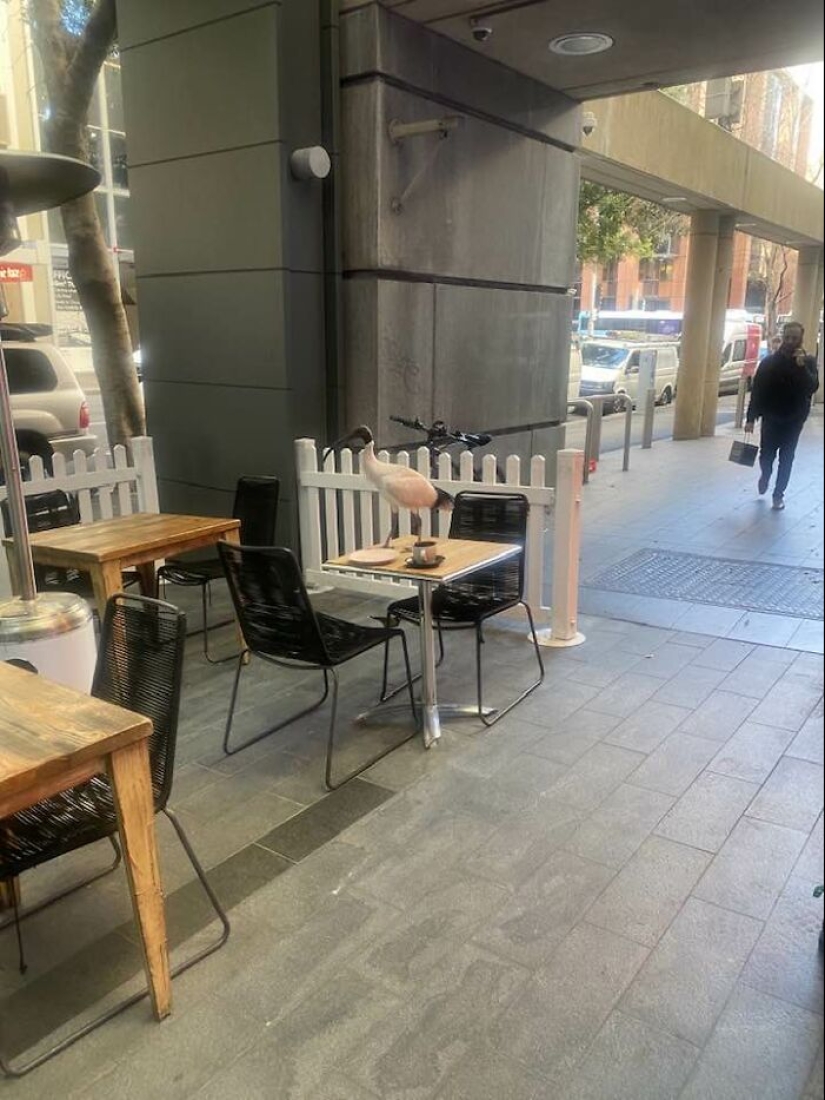 Este grupo de Facebook está dedicado a intentos hilarantemente malos de fotografiar pájaros