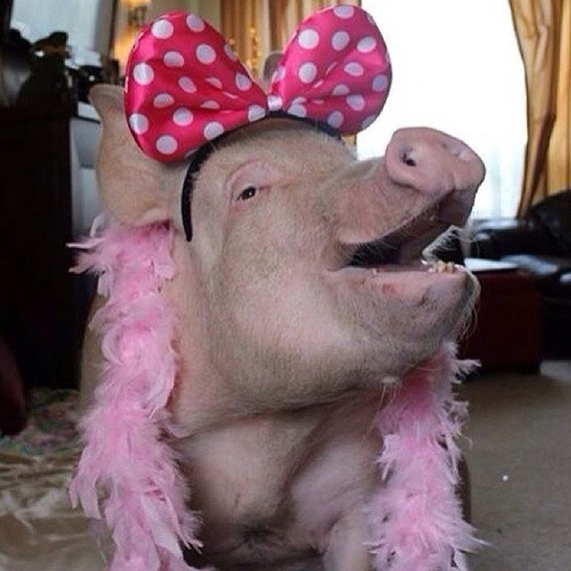 Esther es una "minicerda" de 227 kg que vive en la casa Esther es una "minicerda" de 227 kg que vive en la casa