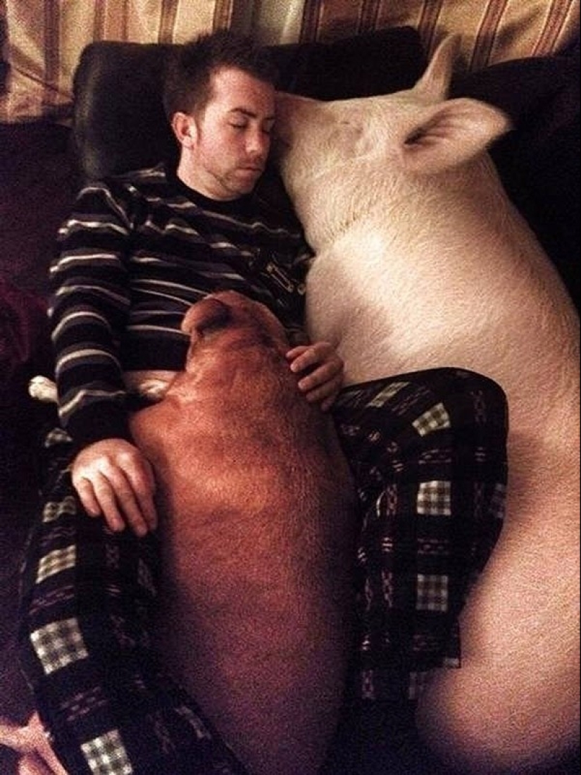 Esther es una "minicerda" de 227 kg que vive en la casa Esther es una "minicerda" de 227 kg que vive en la casa