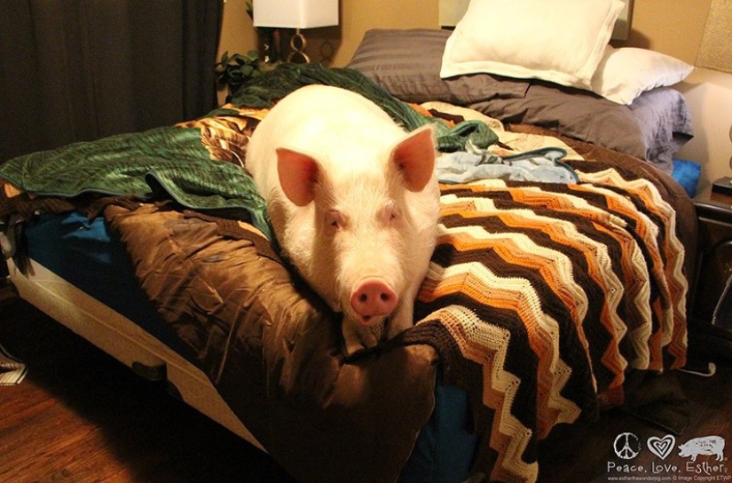 Esther is a 227 kg "mini-pig" who lives in the house