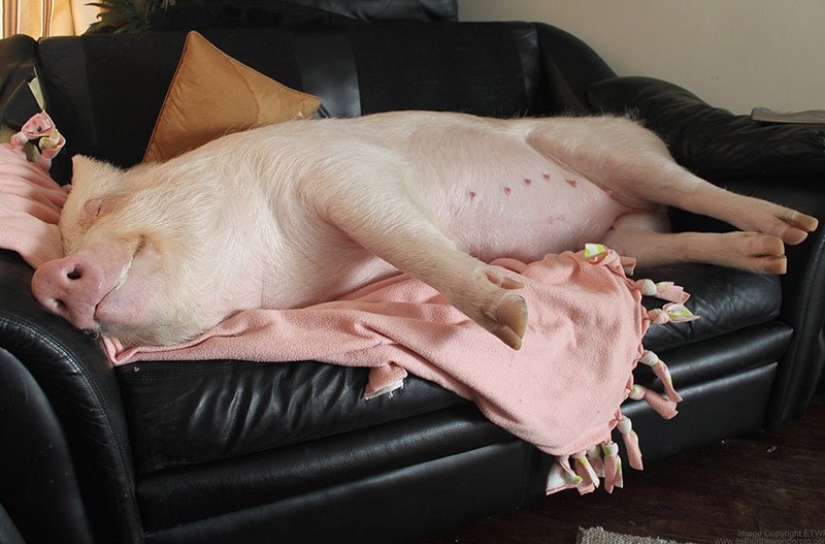 Esther is a 227 kg "mini-pig" who lives in the house